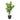 Skimmia Træ H75 cm - Kunstig