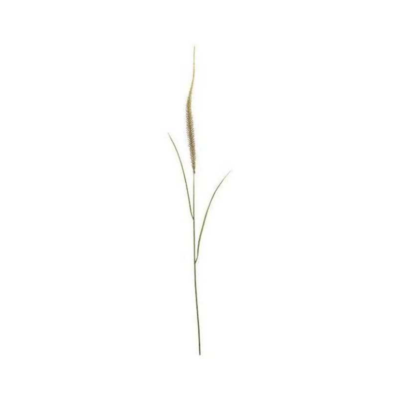 Dogtail græs 71 cm