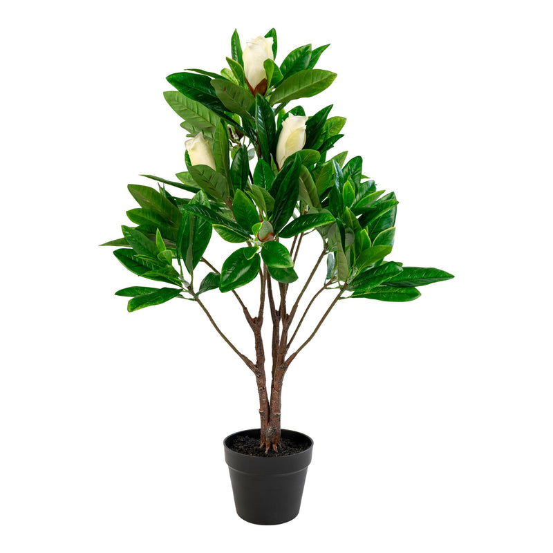 Magnoliatræ, 90 cm