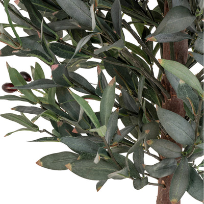 Oliventræ, 150 cm