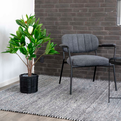 Magnoliatræ, 90 cm
