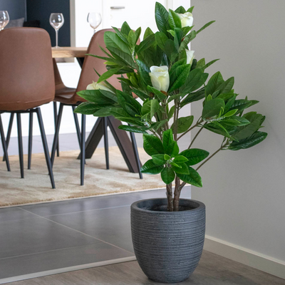 Magnoliatræ, 90 cm