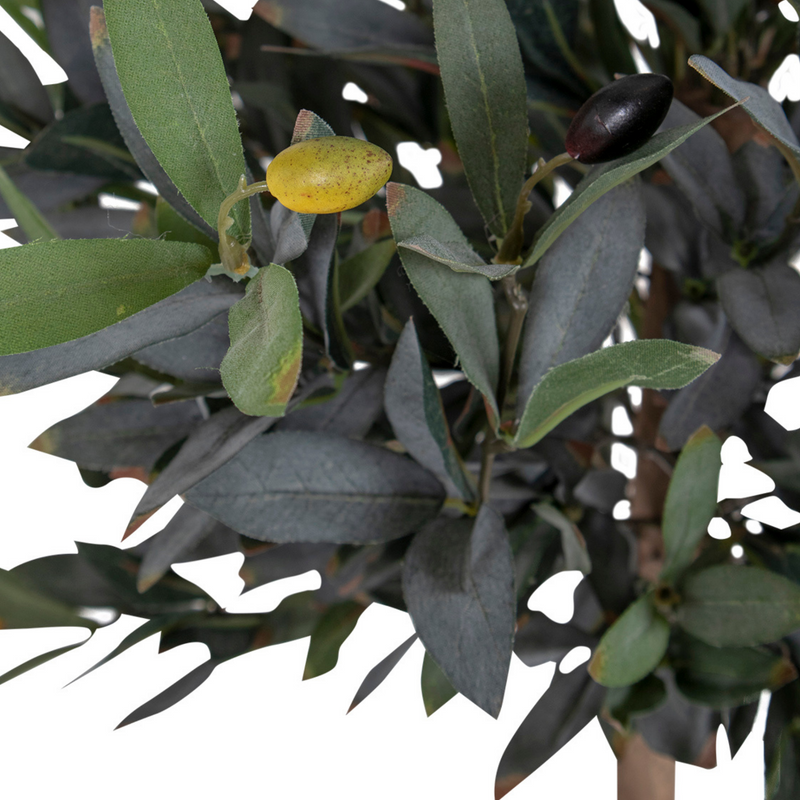 Oliventræ, 120 cm